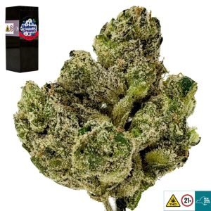 Blueberry Dreams Strain