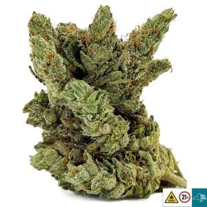 Alternative view of Three Kings Strain