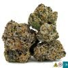 Nasty Girl Strain